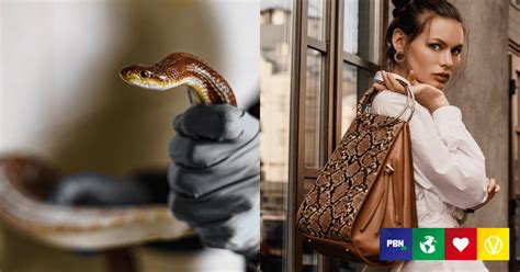 louis vuitton slaughterhouse|LVMH, Gucci Exposed: Snakes Beaten With Hammers, Live .